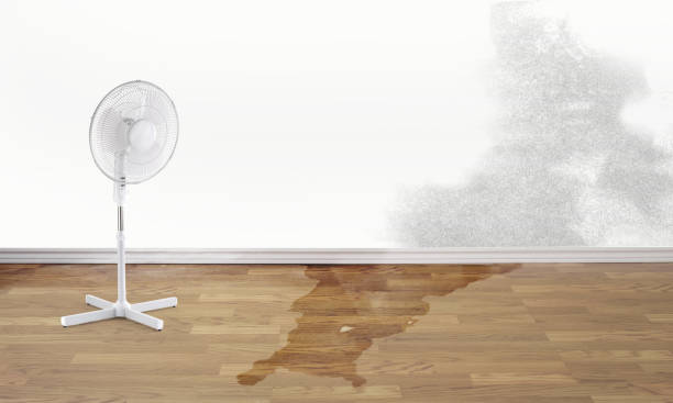 Best Water damage restoration company  in Farmerville, LA